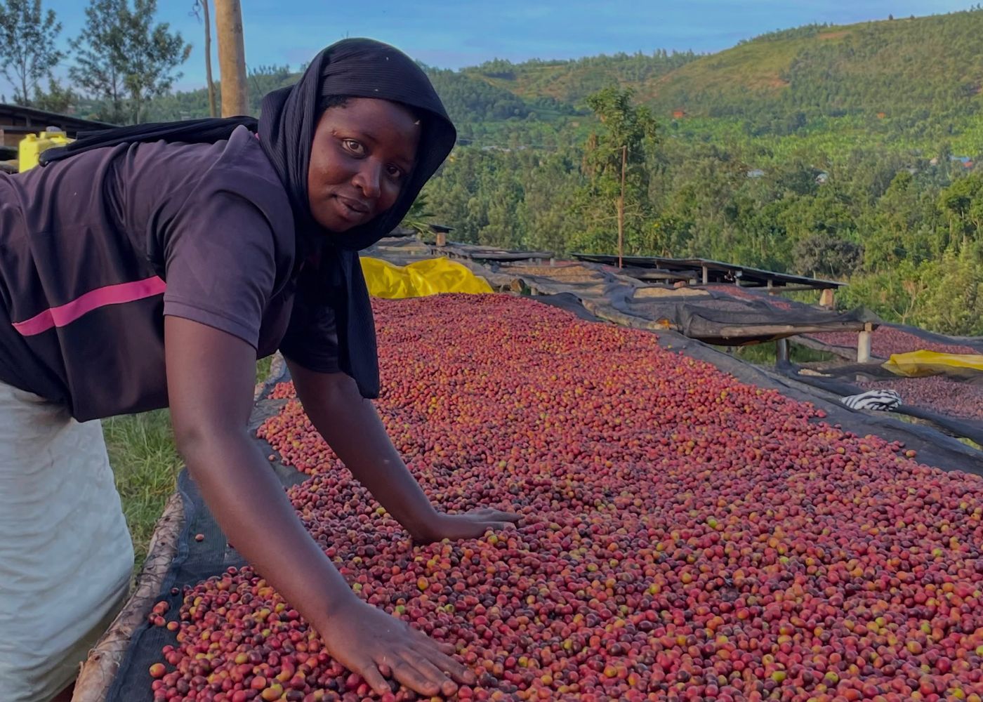 Café de Ruanda: trabajadoras seleccionan café en una estación de lavado