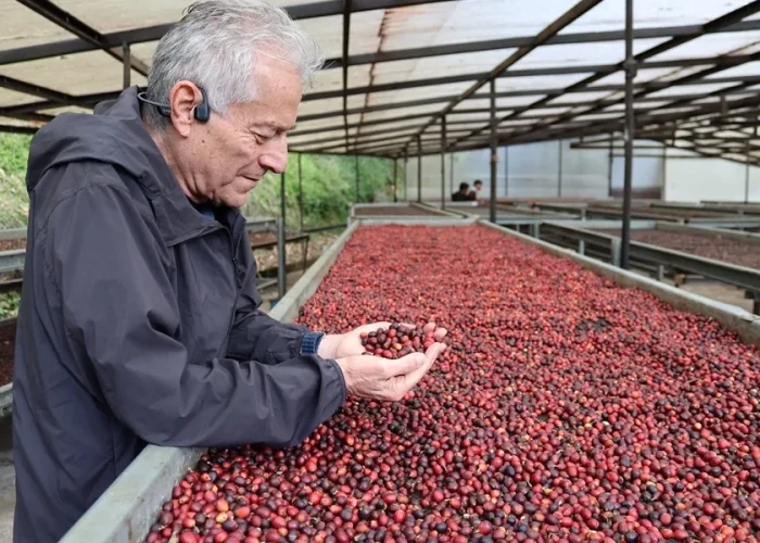 Fotografía que muestra al productor de Lamastus Family, Wilford Lamastus, manipulando granos de Café Geisha de Panamá en Boquete (Panamá). EFE/ Marcelino Rosario
