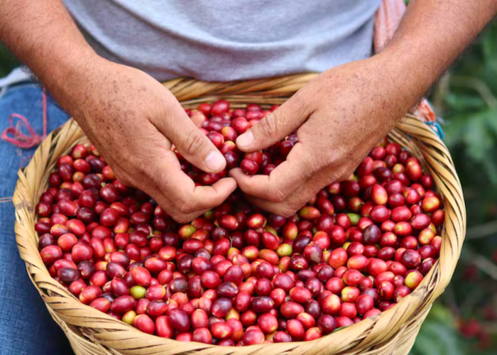 Café Guatemala